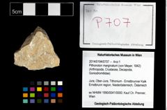 Foto (Objekt + Etikett) von Pithonoton marginatum (von Meyer, 1842)  (NHMW-GEO-2014-0194-0707)